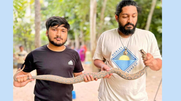 ঢাকায় ‘রাসেলস ভাইপার’
